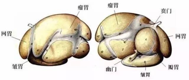 牛胃的四个部分在牛身体里的位置,可见食管连着瘤胃的下部