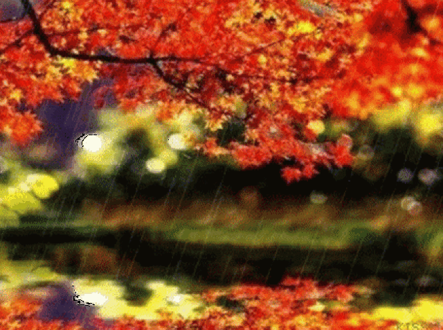 壁纸 枫叶 红枫 树 430_320 gif 动态图 动图