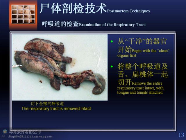 标准的"猪解剖步骤"(图文并茂)