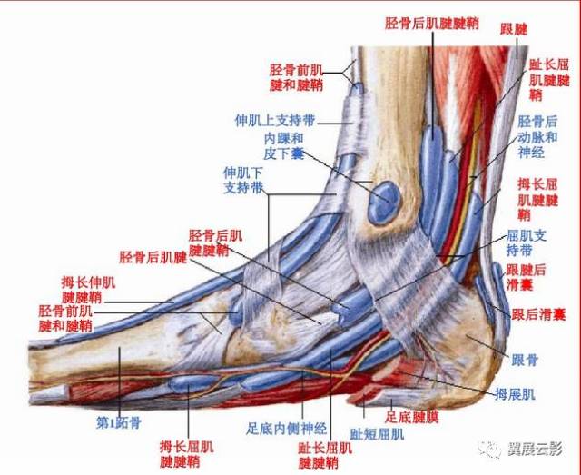 踝关节mri解剖及常见病变