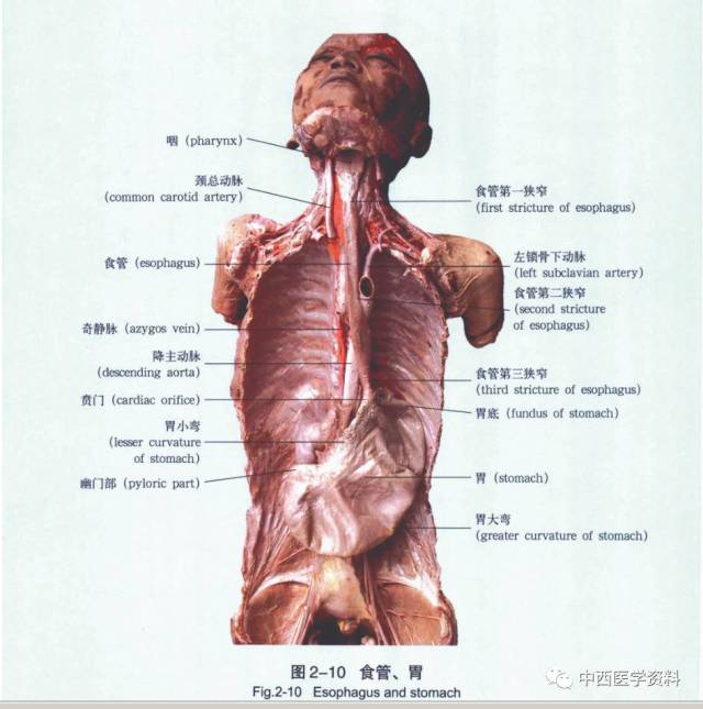 人体解剖学标本彩色图谱(一)