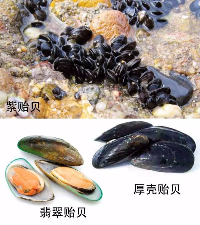 江浙沿海主要产"厚壳贻贝",也