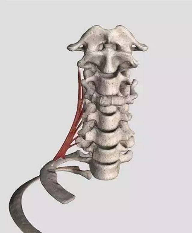 颈每侧三块,按位置排列命名为前,中,后斜角肌,均起自颈椎横突,纤维斜