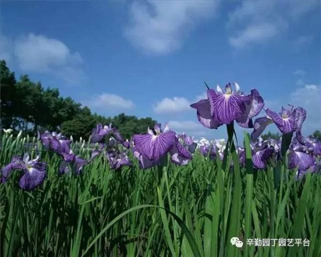 鸢尾种植记录