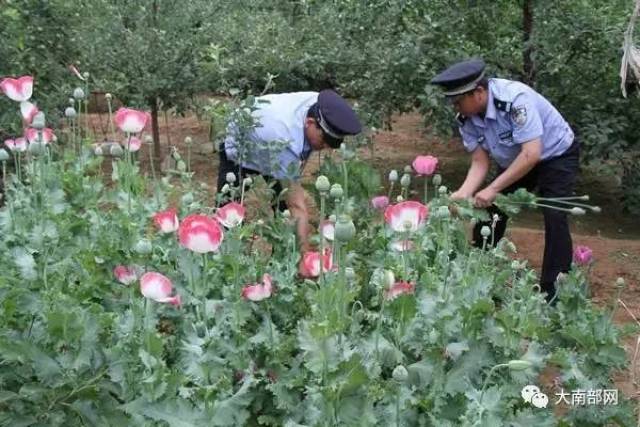 【胆大】南部县伏虎镇农户非法种植毒品原植物罂粟800