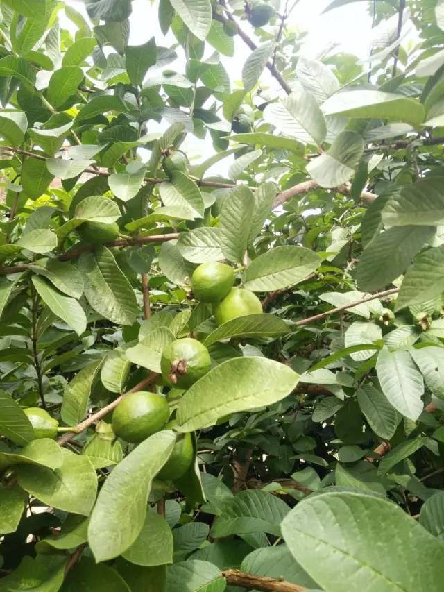 颗颗香果满枝桠 在农村里 很多人家门口边都会种上一两棵番石榴树 番