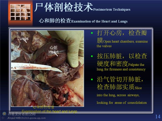 标准的"猪解剖步骤"(图文并茂)