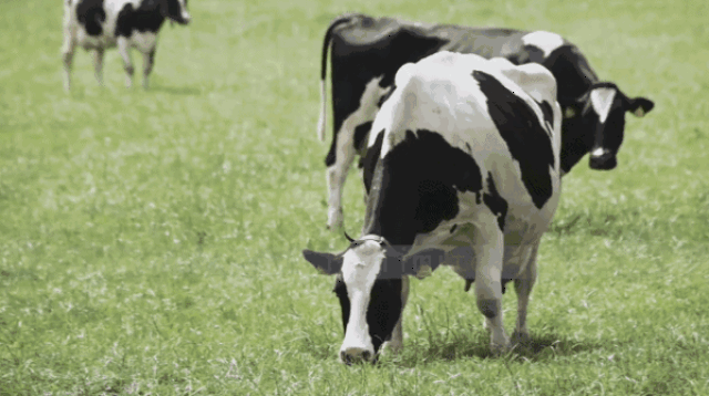 认养一头牛重磅来袭--牛奶界的爱马仕!