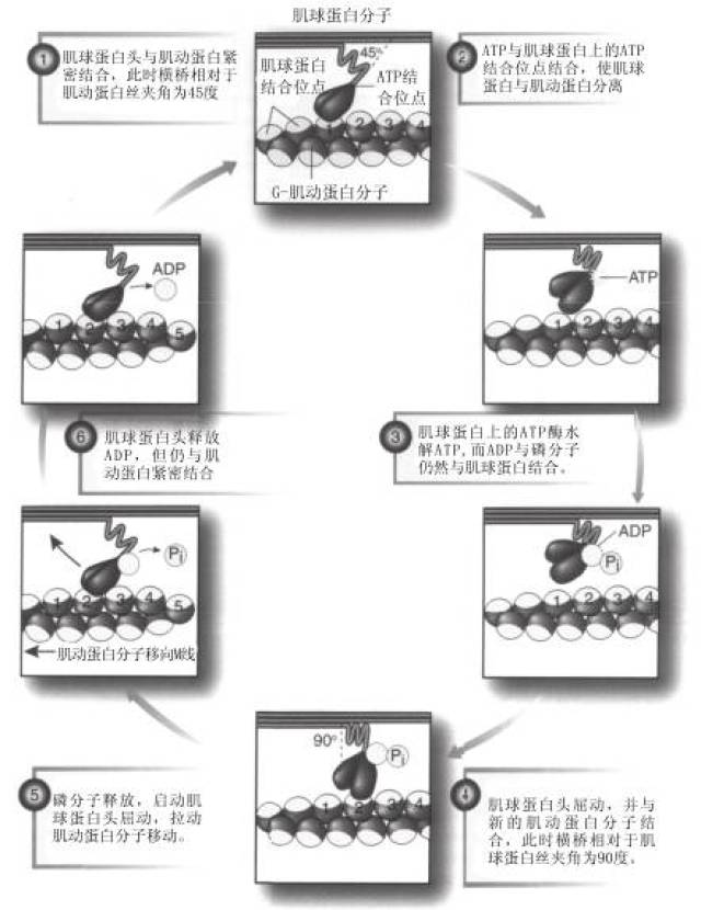 肌肉收缩的分子机制 图示肌肉收缩各阶段肌球蛋白头的变化 小 结