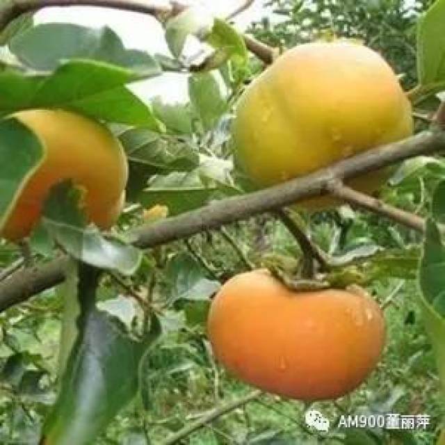 树上的柿子像什么呢 d54c4945e065415ba6cad1d6d7f83e28.jpeg