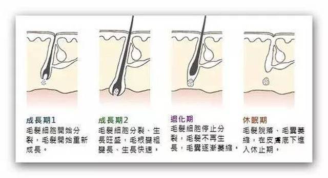 皮肤病,营养不良,化学药水等等都会直接影响或间接地毛囊的生命力