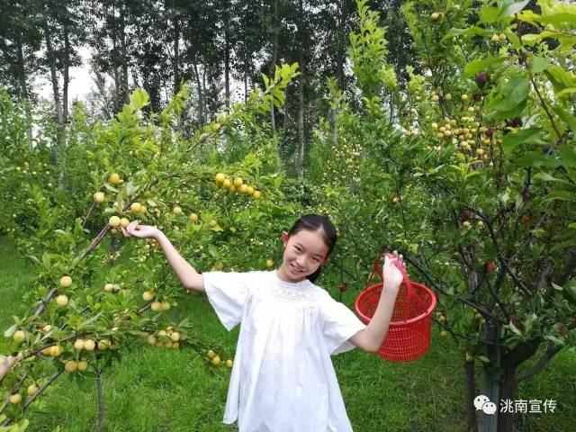 洮南市"老李头"采摘园第二季"黄李子"成熟了,欢迎前来