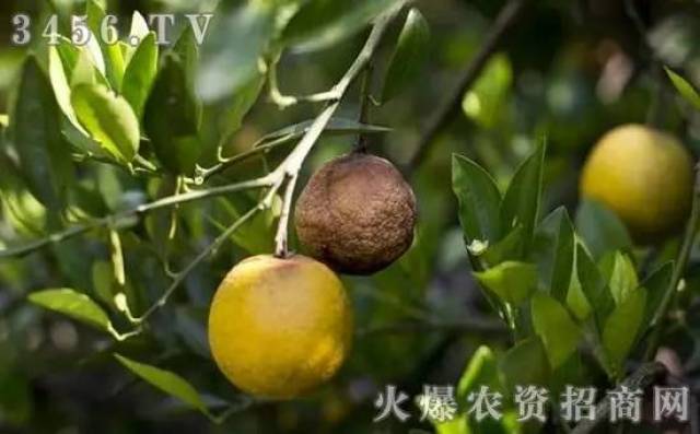 柑橘癌症—黄龙病高清诊断图谱