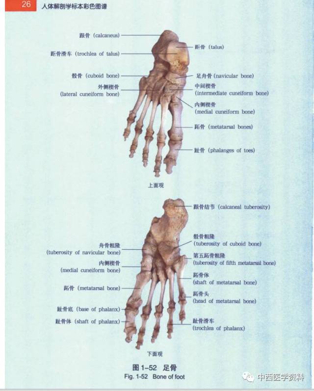 人体解剖学标本彩色图谱(一)