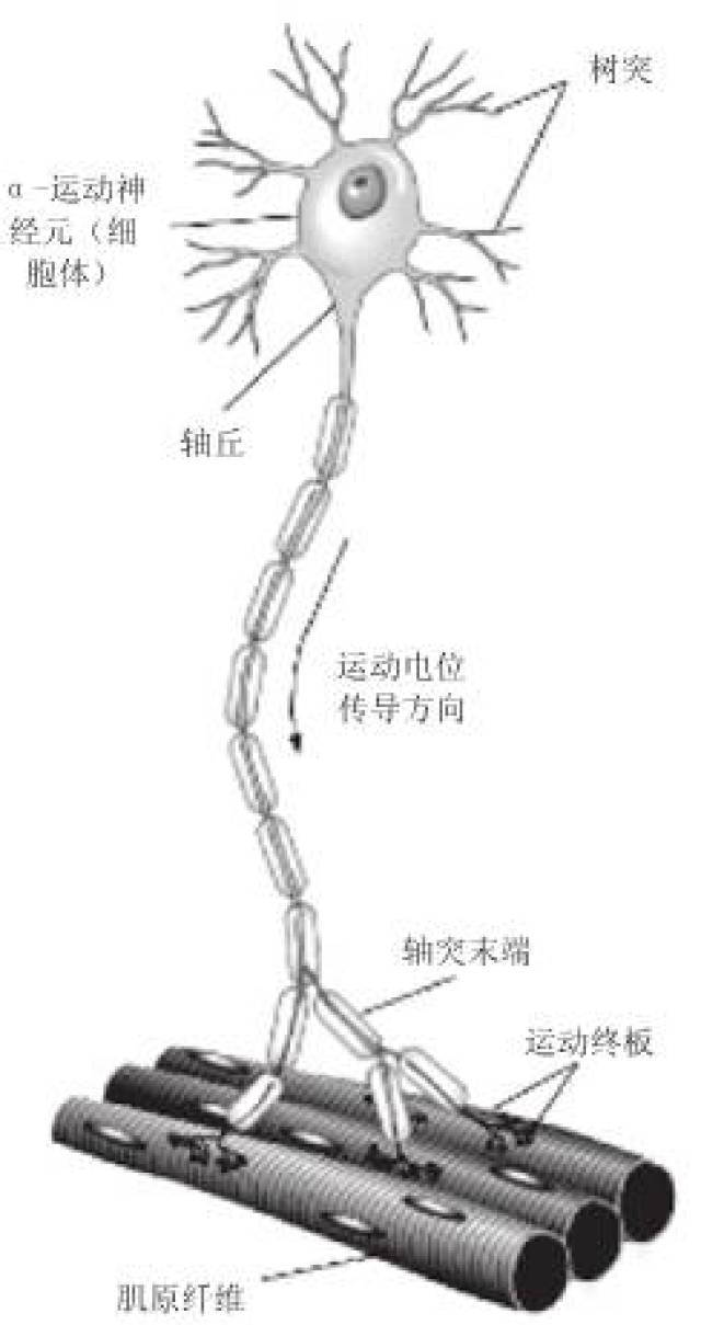 要点:运动单位是指α运动神经元与其所支配的所有肌纤维