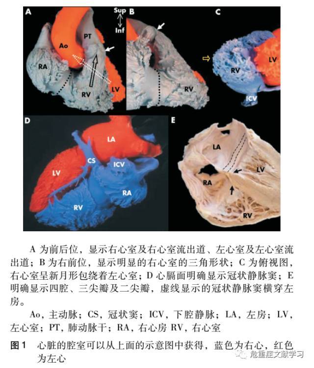 右心室-从解剖, 病生理到临床实践