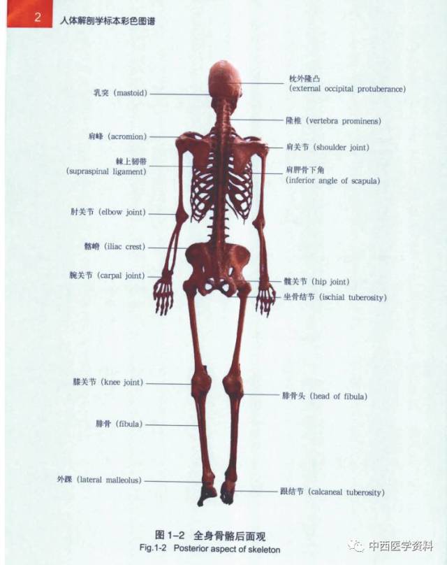 人体解剖学标本彩色图谱(一)