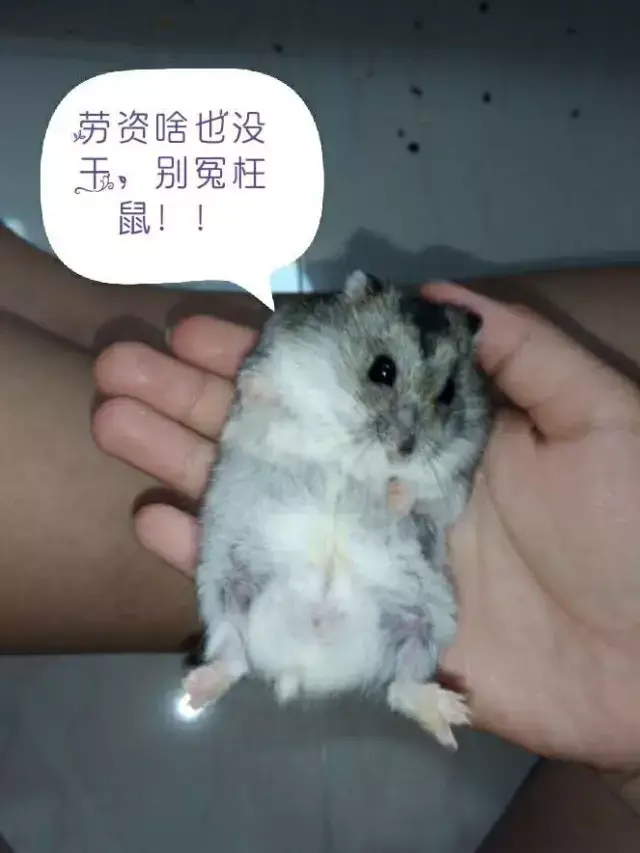 这只仓鼠做错事后企图一逃了之,被抓回去还一脸无辜呢!
