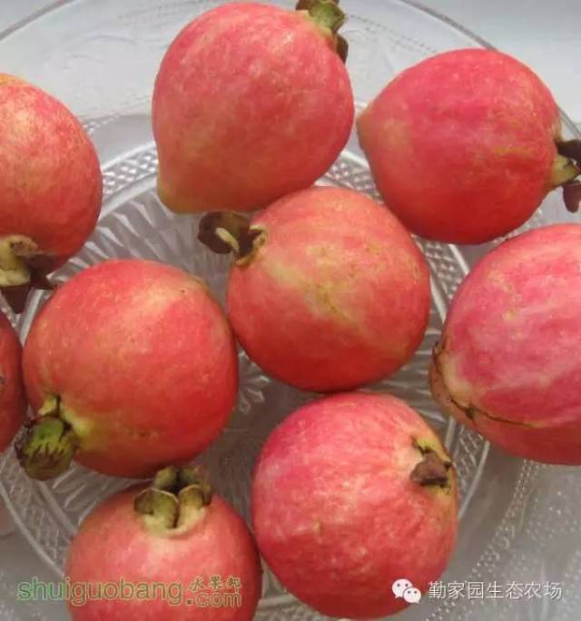 本周主题:台湾胭脂红番石榴和台湾小宝西瓜盛放
