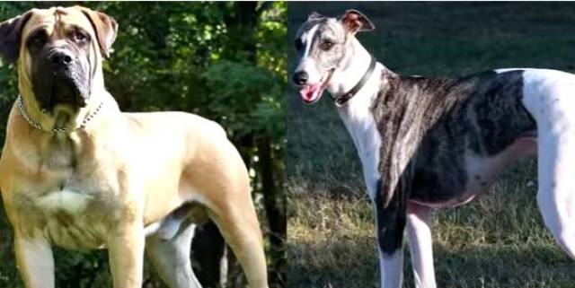 他们充满活力,热情,忠诚 友善和聪明 no6 路易斯安那卡他豪拉豹犬
