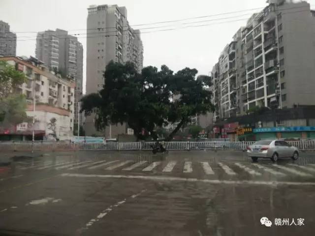 金岭路的榕树