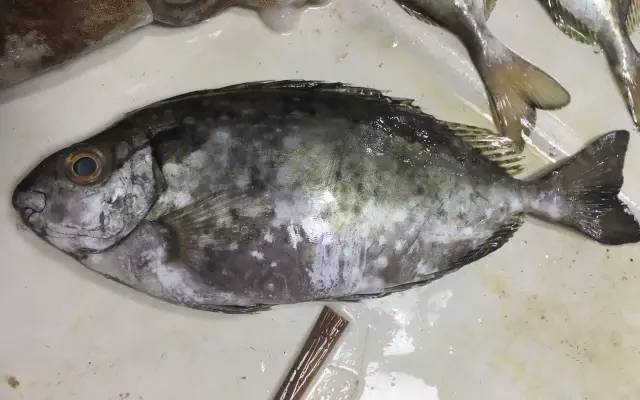 剥皮鱼(马面鱼)