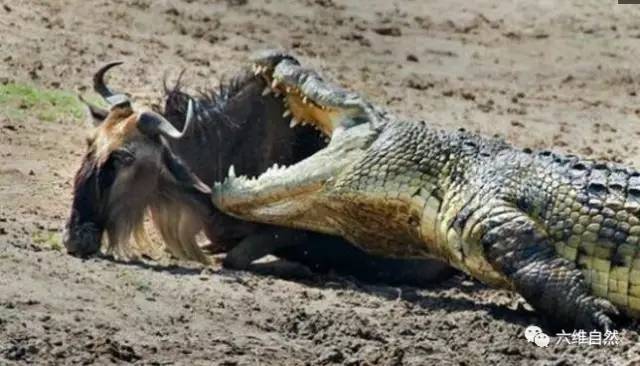 大鳄鱼岸上捕杀角马,却拖下水才敢进食