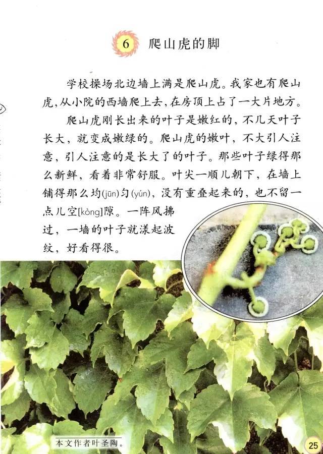 《爬山虎的脚》丨那些年,我们一起读过的课文