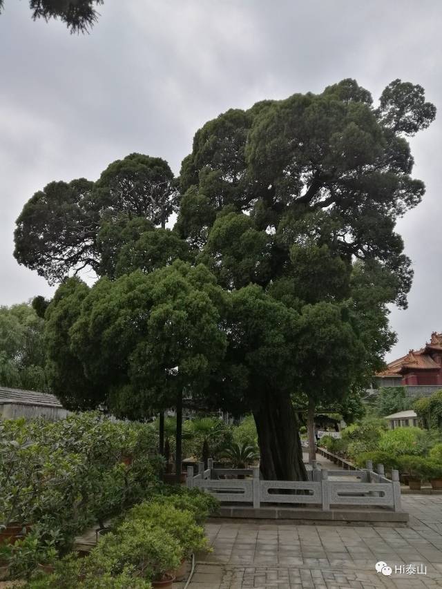 泰山神的盆景,细数岱庙中最美的八株柏树