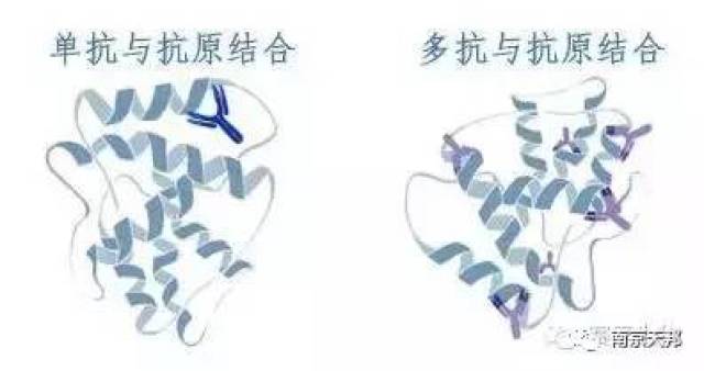 抗原抗体的结合发生在抗原的决定簇与抗体的结合位点之间.