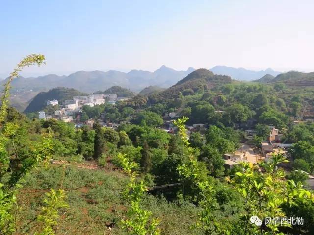 蒙自西北勒即将举办第一届苹果采摘节