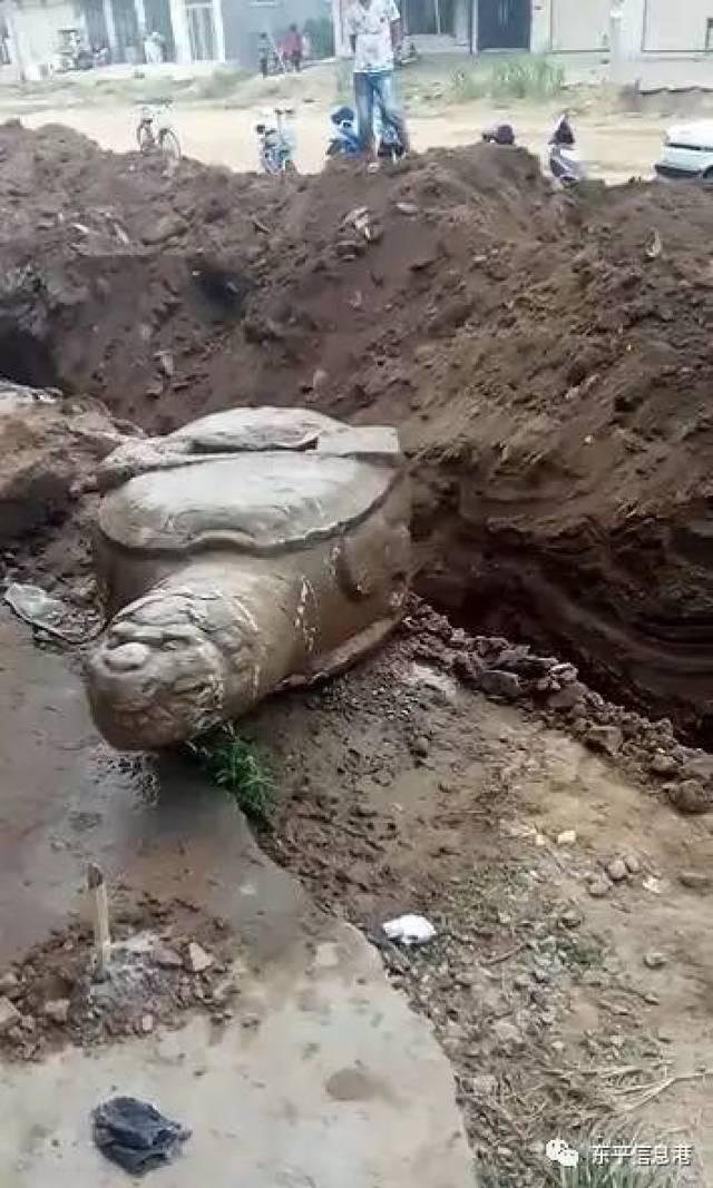 快来围观,东平县沙河站镇挖出石龟啦?