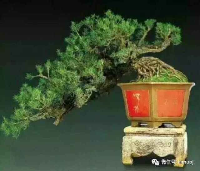 顾影生情的水影型盆景要这样玩