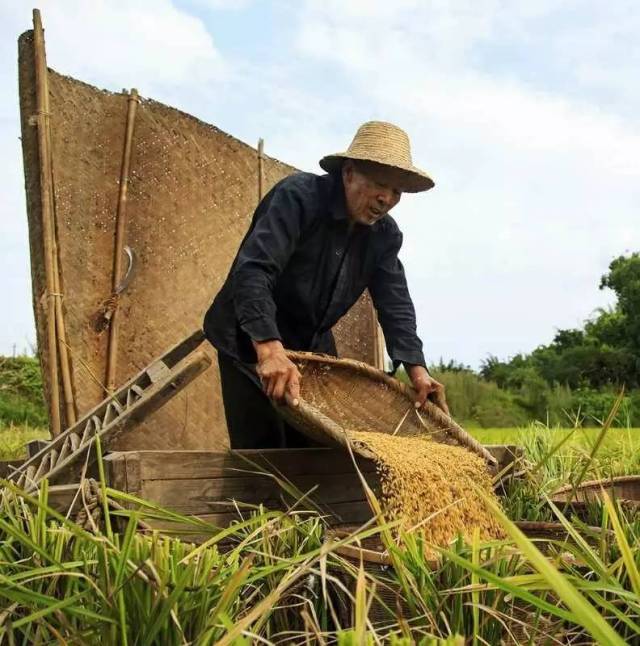 这时候正是农村所说的"农忙"季,农民伯伯们已经开始收割稻谷了,都在忙