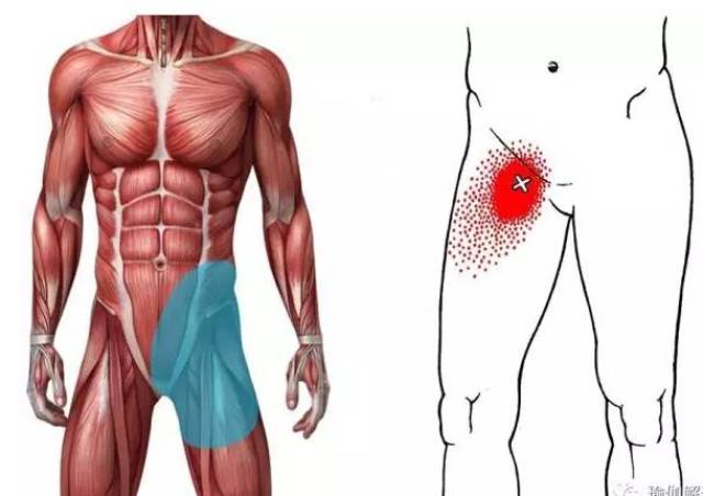 【干货快递】瑜伽解剖:缓解腹股沟疼痛,瑜伽来帮忙!