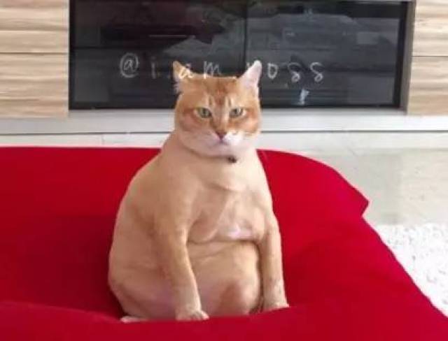 为什么有那么胖的橘猫