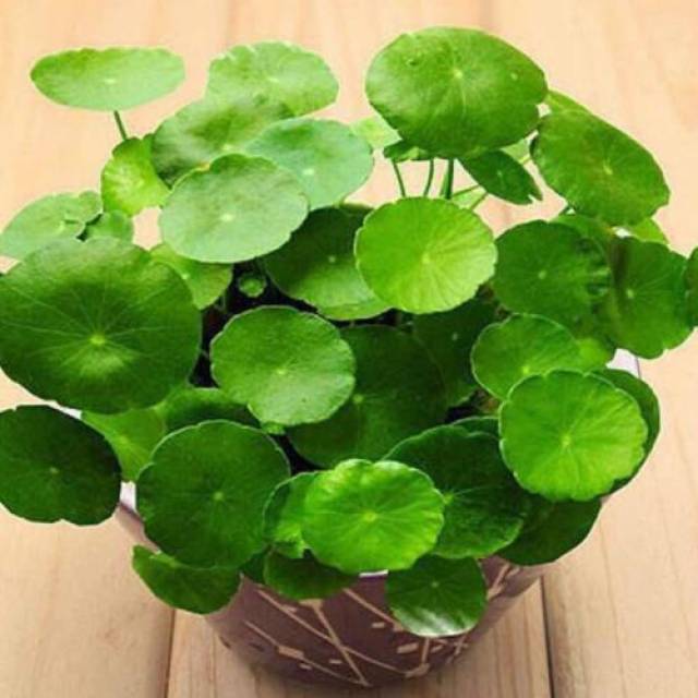 金钱草不是铜钱草
