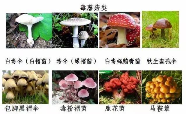 常见可食用菇类(图片来自网络)