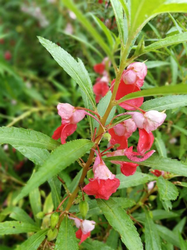 凤仙花是常见花卉, 在我们家乡叫指甲草, 过去被爱美的小姑娘用来包染