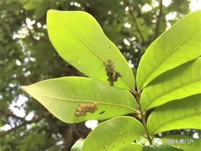 受暖冬天气及虫灾泛滥影响,台湾内门龙眼产量下降九成