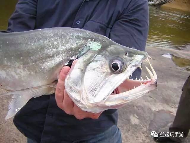 6,红腹食人鱼