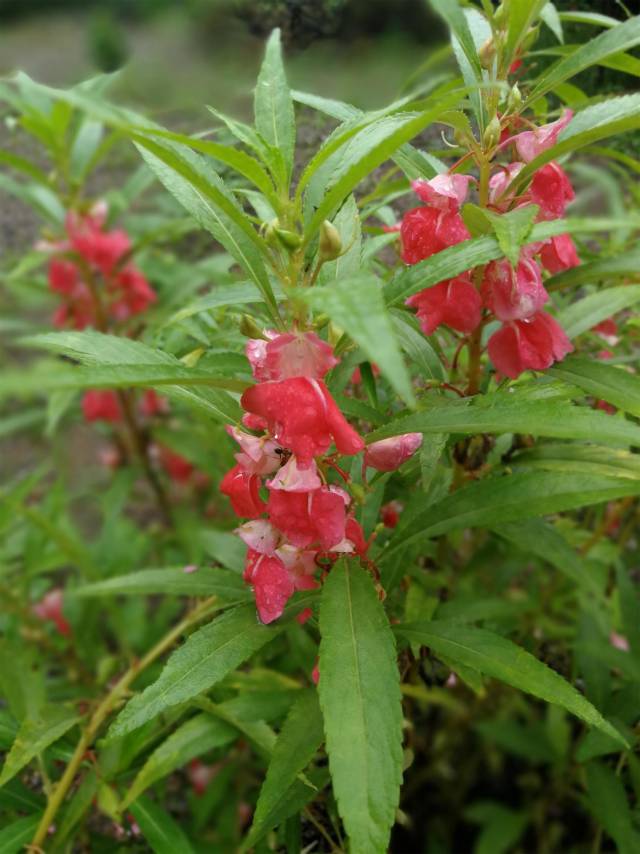 漂亮凤仙花,却含促癌物质,会渗入土壤,不要在它周边种菜!