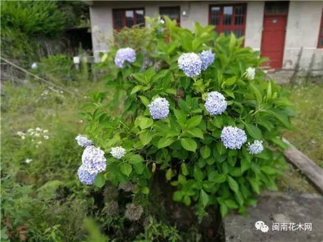 绣球花种植基地,年产上百万棵——福建安溪师竹轩园艺