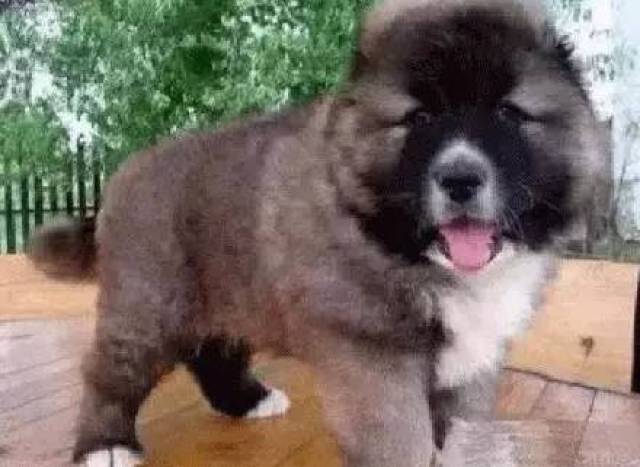怎么挑选大型幼犬 d1ef1b2263af46ac834d5121cceb0efc.jpeg