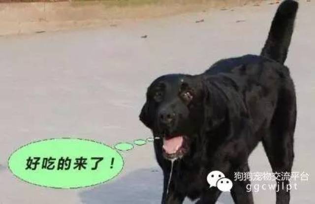 还有 一些犬种就是天生的口水多,比如圣伯纳犬,大白熊犬,獒犬