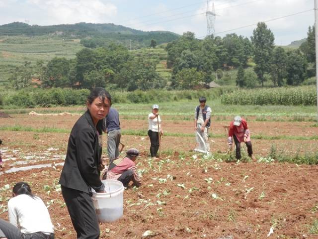 贵州威宁:小海镇农民种植蔬菜忙图片