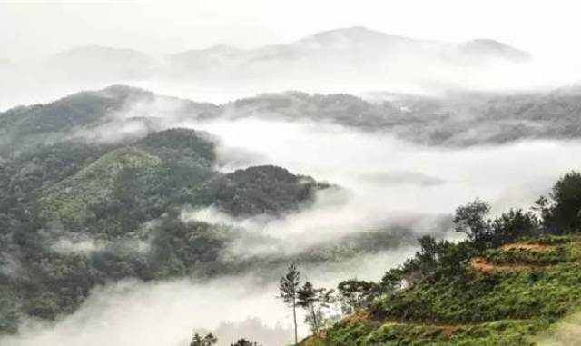 有一种清香怡人,叫 腊肉蒿子粑 在桐城 有一种绵延逶迤,叫 龙眠山 在