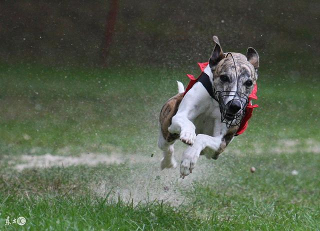 如何训练惠比特犬的力量,惠比特犬抓兔子的方法