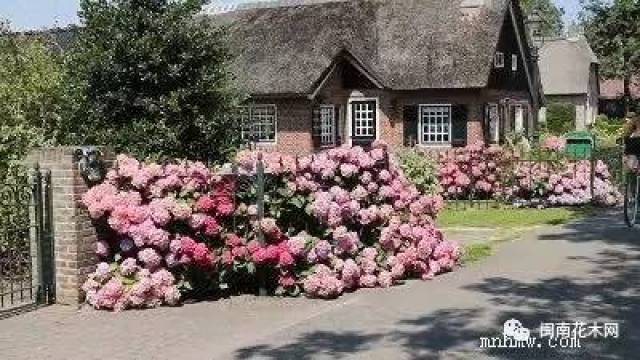 绣球花种植基地,年产上百万棵——福建安溪师竹轩园艺