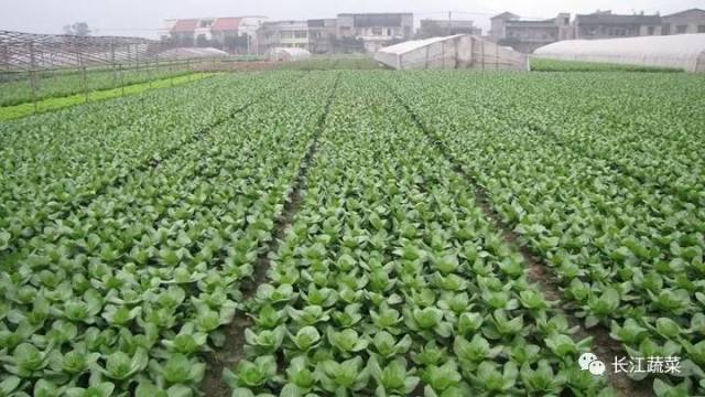 适合在家里种植的7种蔬菜 23c618da4c5640bba3a555ed7fdcc539.jpeg